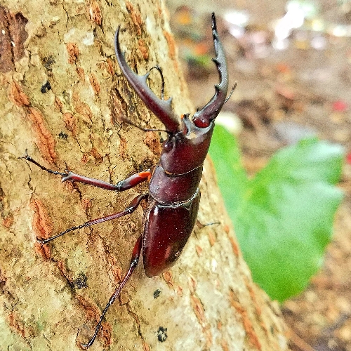 クワガタ写真 28